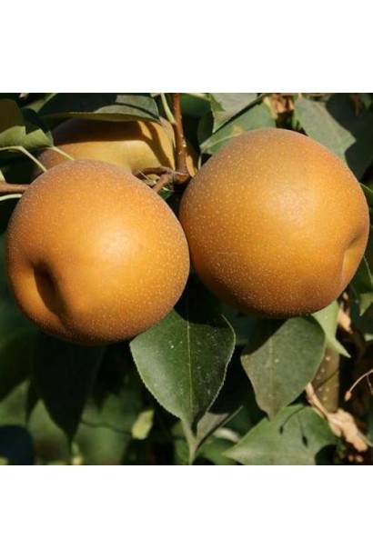 Плоди груші азійської ‘Секуї’ на дереві восени